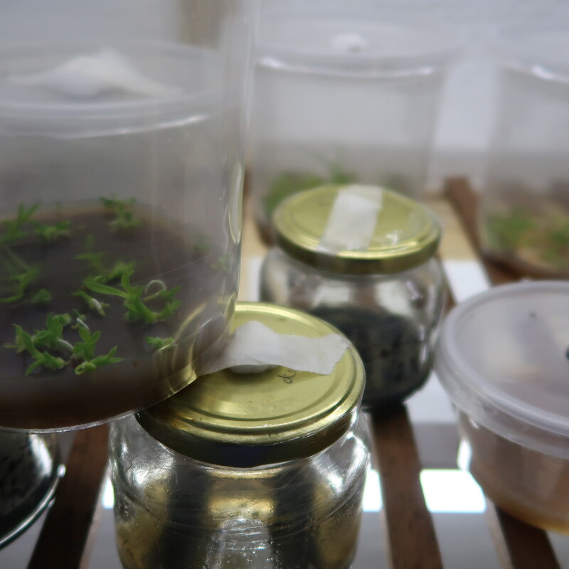 Proyecto de Conservación de Orquídeas y micropropagación.